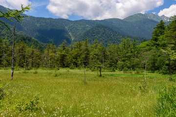 夏の湿原