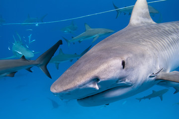 Naklejka premium Tiger shark with lots of caribbean reef sharks close to the surface