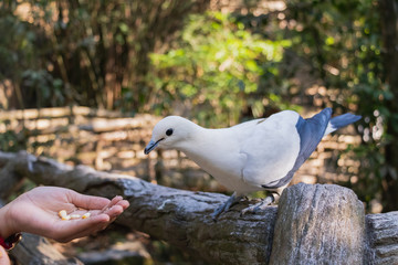 The Pied imperial pigeon (Ducula bicolor) is standing on wood fence and looking at some foods, in the Open Zoo, Chonburi, Thailand.