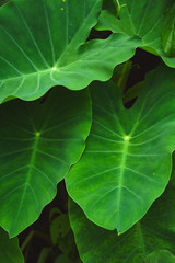 Taro plants