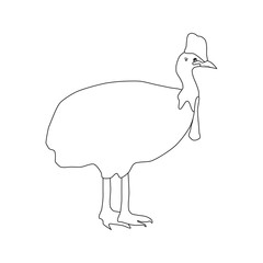 Casuarius bird illustration