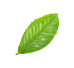 Naklejka na ściany i meble tea leaf on white background