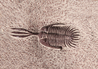 Petrified fossil trilobite