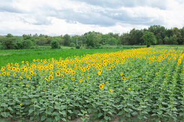 Fototapeta premium sunflower