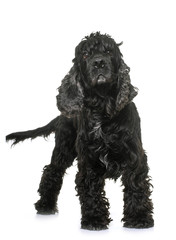 black american cocker