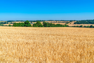 Wheat growing on the field, summer in Middlesex, UK.