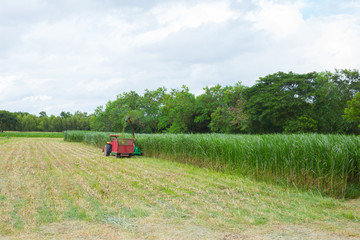Harvesting cae harvester. Agricultural machinery in operation.