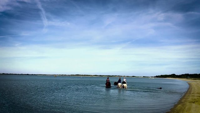 Women take Marwari horses for a swim in Chappaquiddick.