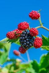 Blackberries ripening on a bush - closeup with selective focus