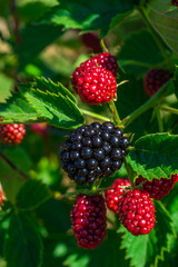 Blackberries ripening on a bush - closeup with selective focus