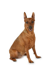 Brown miniature Pinscher isolated on white background