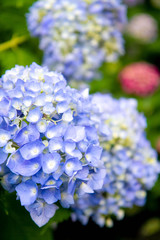 紫陽花