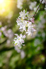 White rhododendron blooms against the background of green grass 
