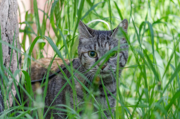 Naklejka na ściany i meble the cat hides in the green grass