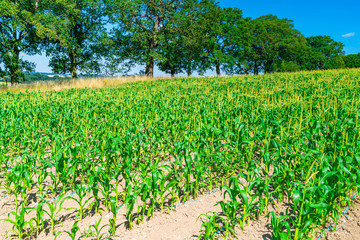 Fototapeta na wymiar Corn plants grwoing on the field in Middlesex, UK