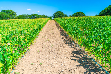 Fototapeta na wymiar Corn plants grwoing on the field in Middlesex, UK