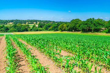 Fototapeta na wymiar View of English countryside with corn plants growing in the field in Middlesex, UK