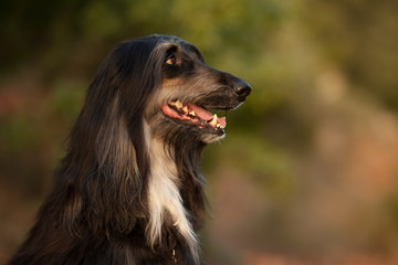 stylish dog breed Afghan hound posing while lying