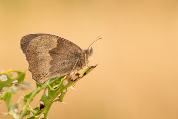 Kleines Wiesenvögelchen (Coenonympha pamphilus)