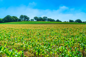 View of English countryside with corn plants growing in the field in Middlesex, UK