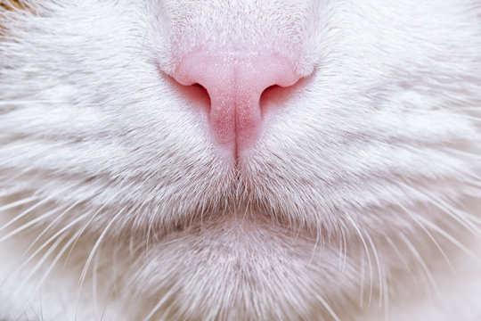 Nose of cat closeup. Feline nose macro. A cat's muzzle.