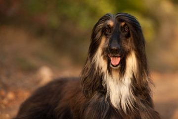 stylish dog breed Afghan hound posing while lying