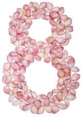 Arabic numeral 8, eight, from flowers of hydrangea, isolated on white background