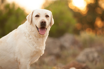 cute Labrador Retriever dog on a walk in the woods at sunset