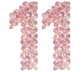 Arabic numeral 11, eleven,from flowers of hydrangea, isolated on white background