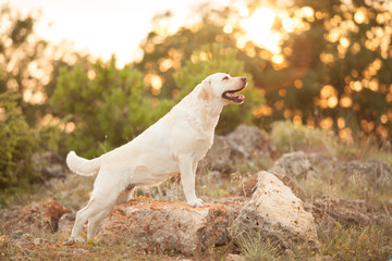 Fototapeta na wymiar cute Labrador Retriever dog on a walk in the woods at sunset