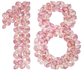Arabic numeral 18, eighteen, from flowers of hydrangea, isolated on white background