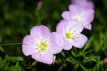 Fototapeta premium Night Flower