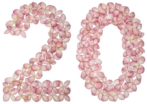Arabic numeral 20, twenty, from flowers of hydrangea, isolated on white background