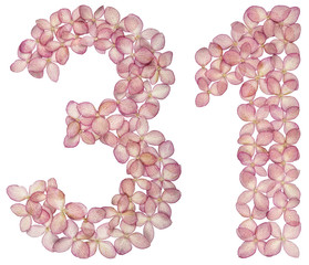 Arabic numeral 31, thirty one, from flowers of hydrangea, isolated on white background