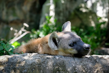 Wildlife of  Hyena in the zoo at Thailand
