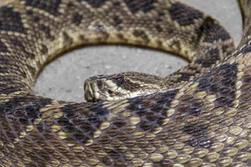 Eastern diamondback rattlesnake