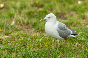 The common gull (mew gull) is a medium-sized gull that breeds in northern Asia, northern Europe, and northwestern North America.