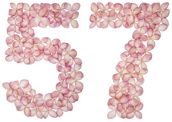 Arabic numeral 57, fifty seven, from flowers of hydrangea, isolated on white background