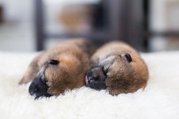 Close-up portrait of two cute newborn Shiba Inu puppies sleeping together on the blanket.