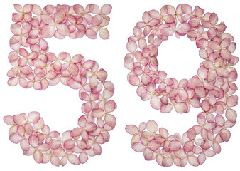 Arabic numeral 59, fifty nine, from flowers of hydrangea, isolated on white background