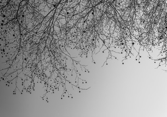 Branches in winter