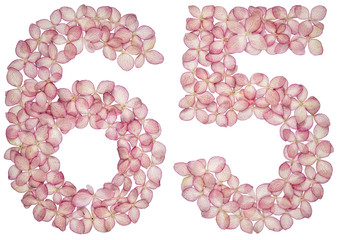 Arabic numeral 65, sixty five, from flowers of hydrangea, isolated on white background