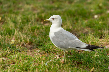 The common gull (mew gull) is a medium-sized gull that breeds in northern Asia, northern Europe, and northwestern North America.