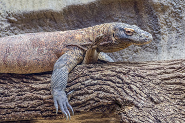 Komodo dragon on a tree trunk