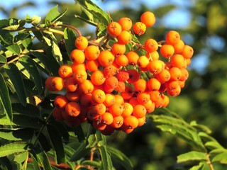 A twig of mountain ash.Ripe berries of bright orange color
