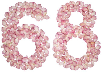 Arabic numeral 68, sixty eight, from flowers of hydrangea, isolated on white background