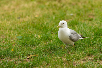 The common gull (mew gull) is a medium-sized gull that breeds in northern Asia, northern Europe, and northwestern North America.