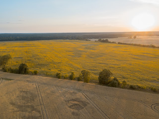 Sonnenblumenfeld zum Sonnenuntergang