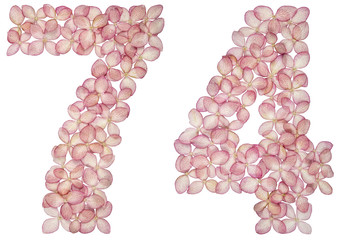 Arabic numeral 74, seventy four, from flowers of hydrangea, isolated on white background