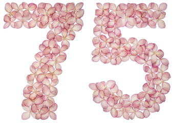 Arabic numeral 75, seventy five, from flowers of hydrangea, isolated on white background